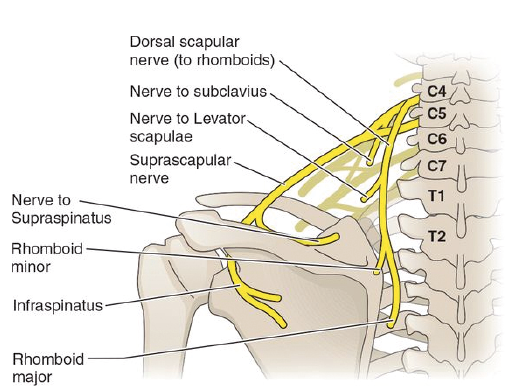 dorsal scapular artery rhomboid